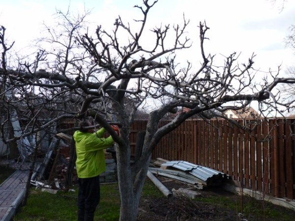  Das Beschneiden eines alten Apfelbaums erfolgt nur mit einem gesunden Baum.