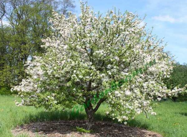  Formation de la couronne de pomme