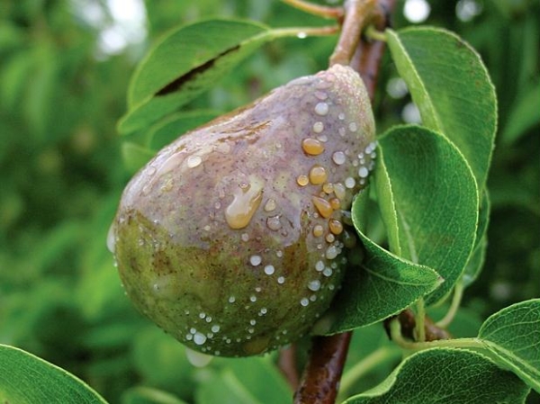  Der Pilz kann mit Hilfe von Insekten, Hagel, Regen und Wind auf die Birne gelangen