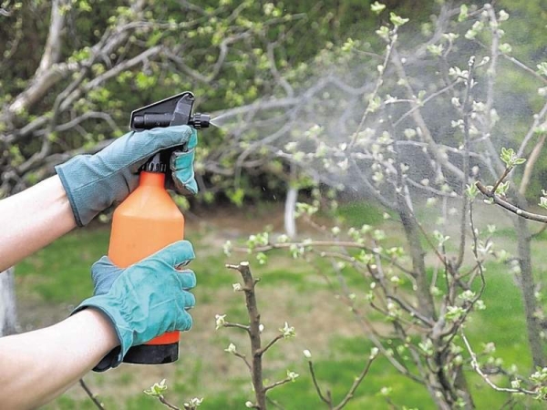  Achten Sie darauf, den Baum als vorbeugende Bordeauxflüssigkeit und Kupfersulfat zu behandeln