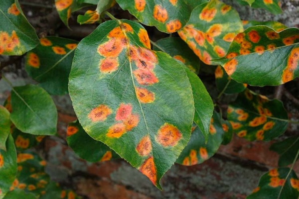  La variété préférée de Klapp est sujette à la gale, à la pourriture des fruits, à la rouille, à l'oïdium et au champignon noir