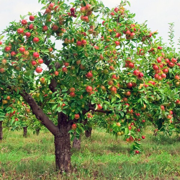  Il est possible de former une couronne de pomme de haute qualité en quelques années.