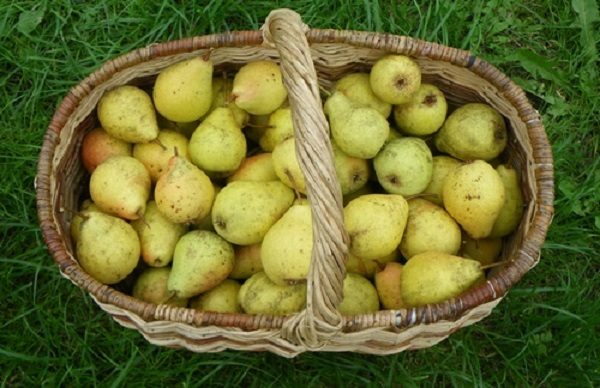  Poires Lada récoltées, prêtes à manger et à conserver