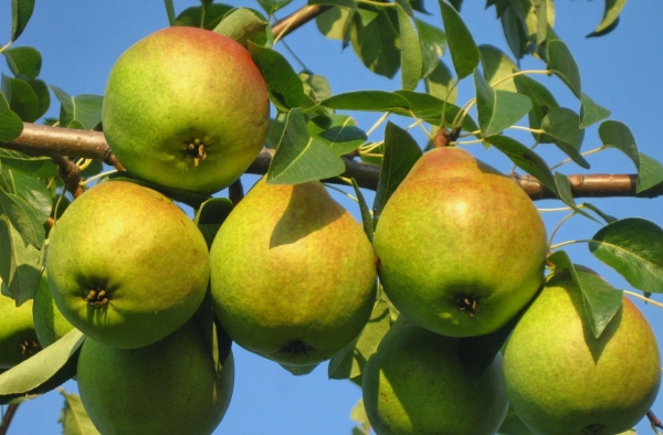  Klapps Favorit ist eine der besten Sommersorten von Birnen, die sich durch Unprätentiösität auszeichnet und in allen Bodensorten Früchte trägt.