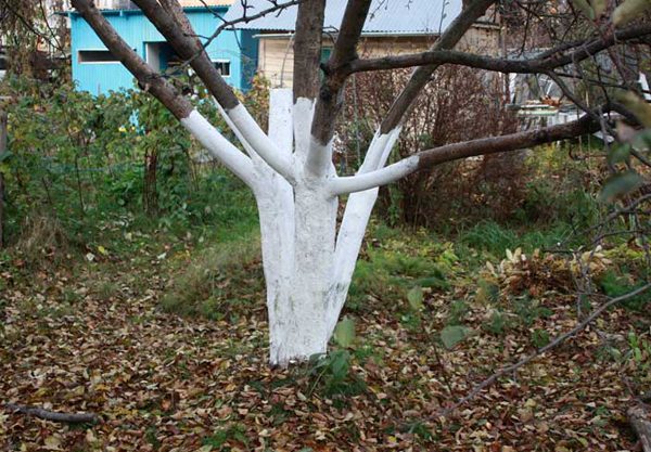  Avant l'apparition du gel, le tronc de la pomme est blanchi avec une solution de chaux ou de chaux