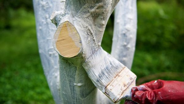  Den Stamm einer Birne im Frühjahr abwaschen