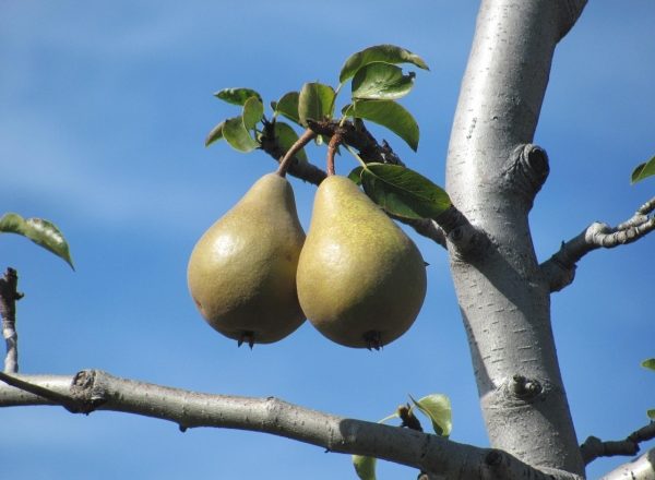  Warum die Birne nicht blüht und keine Früchte trägt: Die Hauptgründe für die zu ergreifenden Maßnahmen