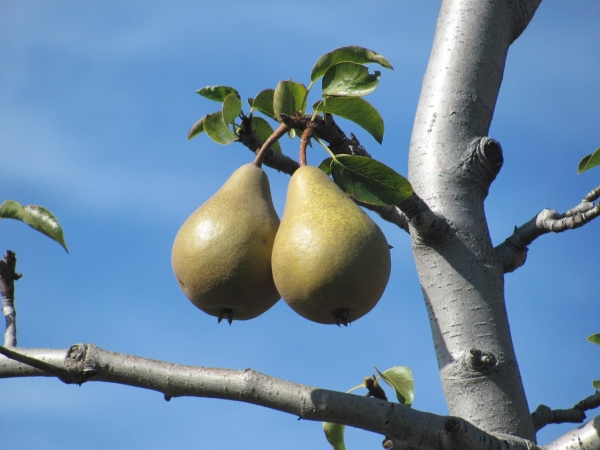  Pourquoi la poire ne fleurit pas et ne porte pas de fruits: les principales raisons des actions à prendre