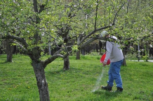  Frühling - Zeit, um die Apfelbäume zu füttern