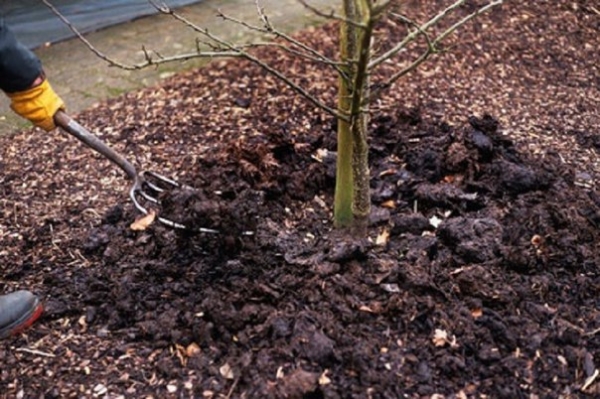  Der gepflanzte Apfelbaum muss getränkt, gefüttert und die Primel abgeschnitten werden