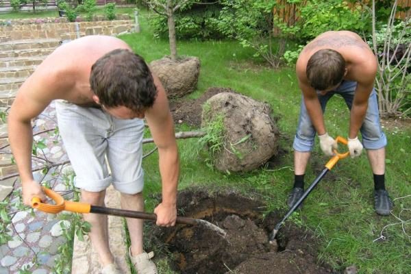  Fosse pour la plantation de prunes