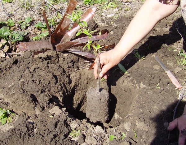  La rosée Avgustovskaya a besoin d’une poire plantée au début d’octobre ou à la fin d’avril.