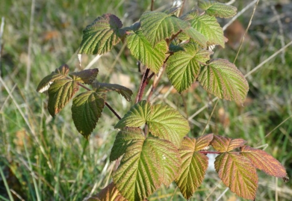  Himbeeren pflanzen im Herbst: Pflanz- und Pflegemittel