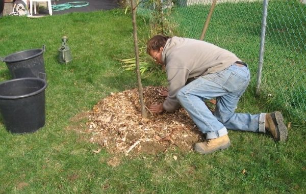  Mulchland nach dem Pflanzen der Birne