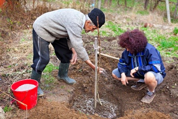  Jeune plant doit être attaché