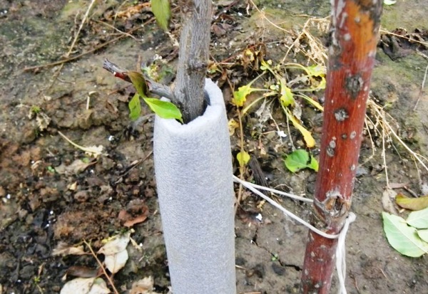  Pear Marble supporte mal le froid, nécessite un abri pour l'hiver, badigeon à la chaux