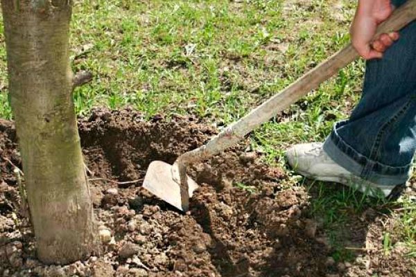  Wenn Sie den Boden um den Stamm lockern, wird der Baum im Winter mit Sauerstoff versorgt