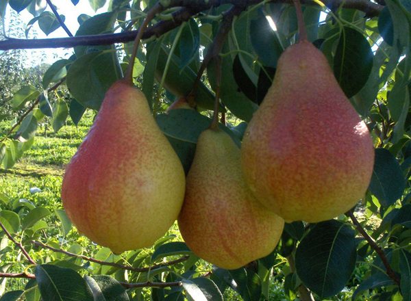  Fruit de poire