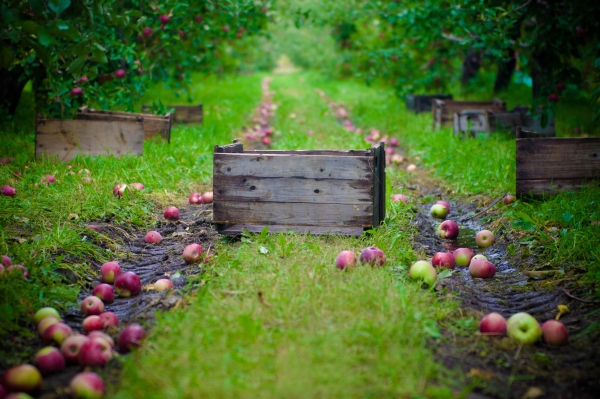  Quand et comment collecter les pommes pour les conserver en hiver: conseils