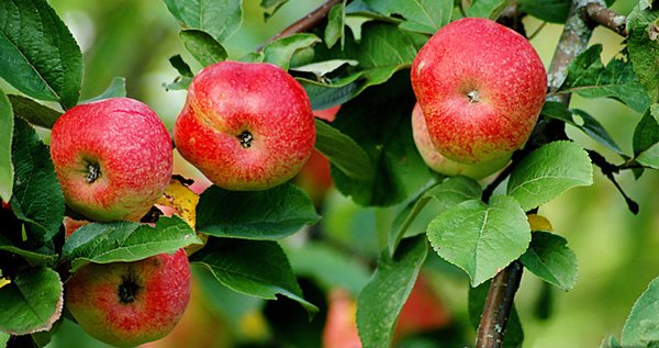  Apfelbaum Bellefle Chinese