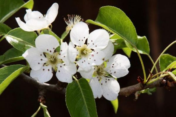  Birnenblüte