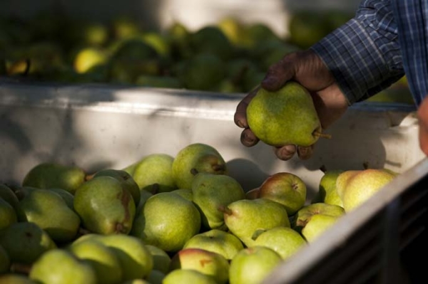  Quand enlever les poires d'un arbre: temps de maturation, conditions de stockage de la récolte