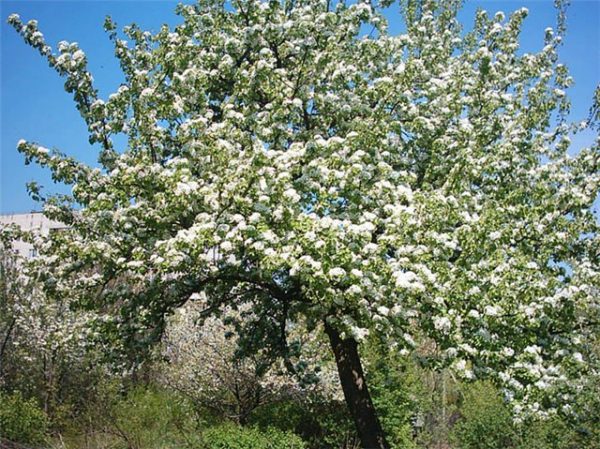  Variétés de fleurs de poires Veles