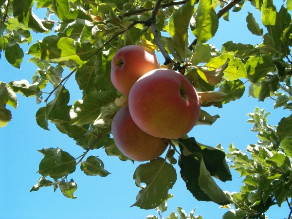  Aport Sort Äpfel werden im Oktober zur Lagerung gesammelt