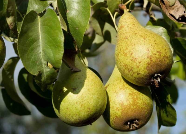  Die Früchte der Fruchternte hängen von der Birnensorte ab, die Reife wird vom Aussehen bestimmt