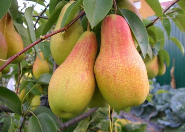  Poire Talgar Beauté