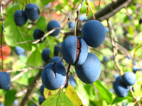  Plum Turn - beschreibende Merkmale der Sorte, nützliche Eigenschaften, Verwendung in der Medizin und beim Kochen