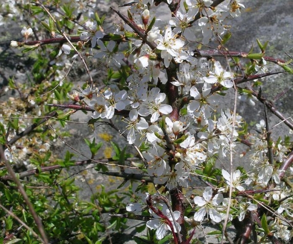  Bevor die Blätter blühen, blühen im April und Mai die Dornen kräftig. Die Blüten der Pflanze sind klein und weiß