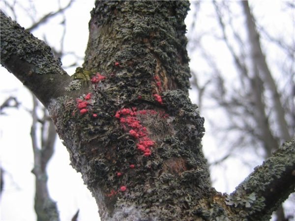  Cytosporose des arbres fruitiers