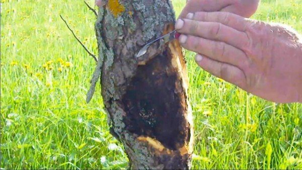  Behandlung von schwarzem Krebs im Apfelbaum