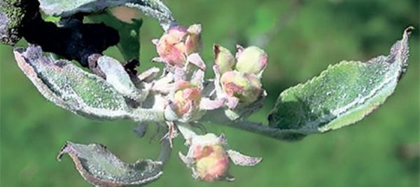  Mehliger Tau auf Blumen und Blättern eines Apfelbaums