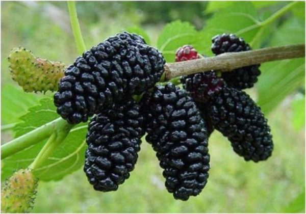  Mulberry - baies ressemblant à la framboise