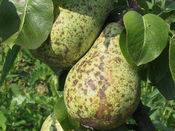  Die Niederlage der Frucht von Birne und Blättern Schorf