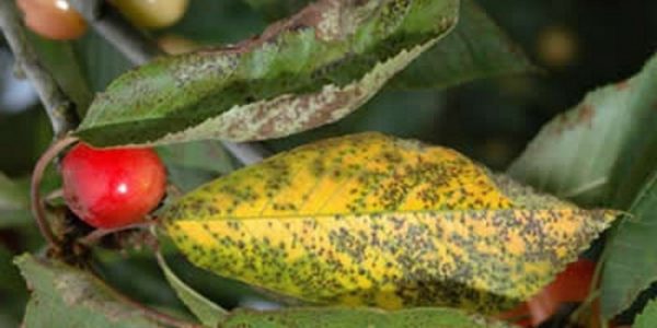  Feuilles de cerisier atteintes de coccomycose