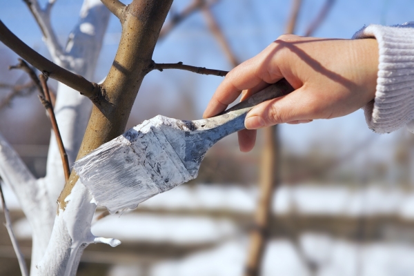  Für die Überwinterung wird die Pflaume gedüngt, die Schädlinge werden geerntet, gebleicht und der Stamm wird bedeckt, der Boden wird gefaltet und bemannt.