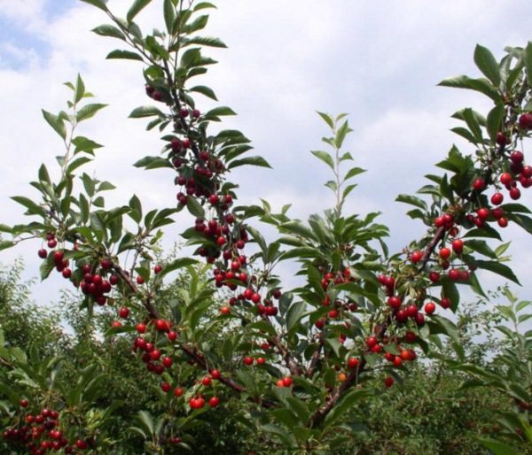  Cerise aux fruits Morozovka