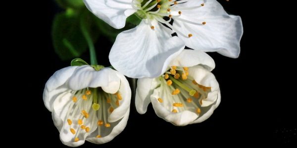  Schokoladenblütenstand besteht aus 3 Blüten