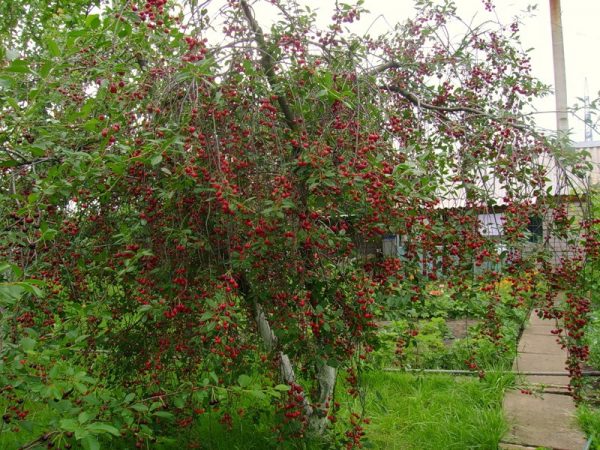  Lyubskaya-Kirsche, bereit, reife Frucht zu ernten