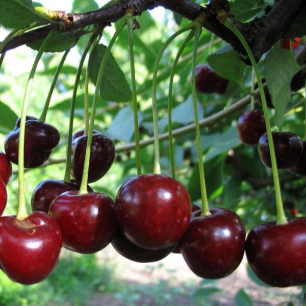  Les avantages des variétés de cerises Vladimirskaya comprennent le rendement élevé et la polyvalence des baies, une bonne résistance à l’hiver.