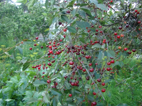  La particularité de la variété de cerises Vladimirskaya: l’universalité de la baie, ainsi que sa forte sensibilité aux maladies fongiques et aux parasites