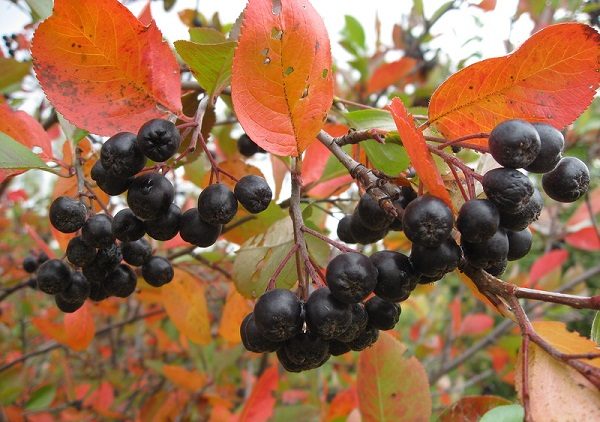  Schwarze Chokeberry-Beeren auf dem Busch, bereit zu ernten