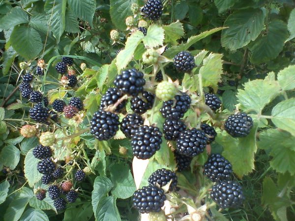  Reife Brombeeren Agaveam