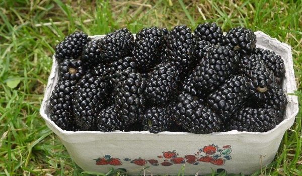  Ernte von reifen Brombeeren Natchez