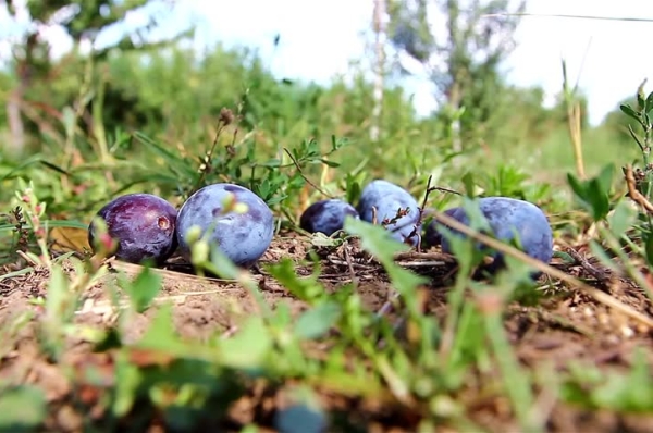  Les insectes nuisibles, le manque d'éléments nutritifs dans le sol et le manque d'humidité peuvent être des causes de l'excrétion des prunes.