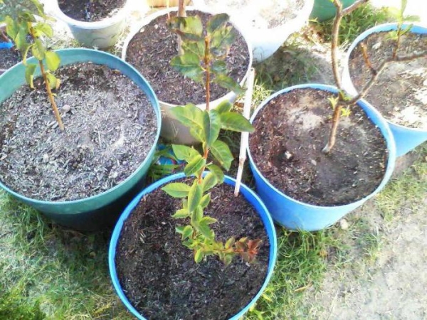  Ein Jahr nach dem Einsetzen des Saatguts kann der Pflaumensetzling in den freien Boden transplantiert werden