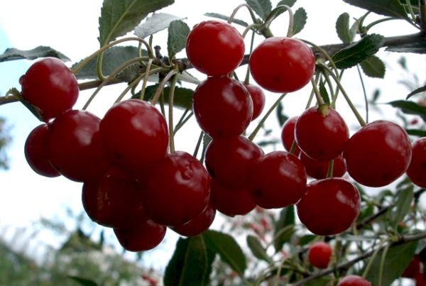  Bistrin de qualité inférieure à base de cerises